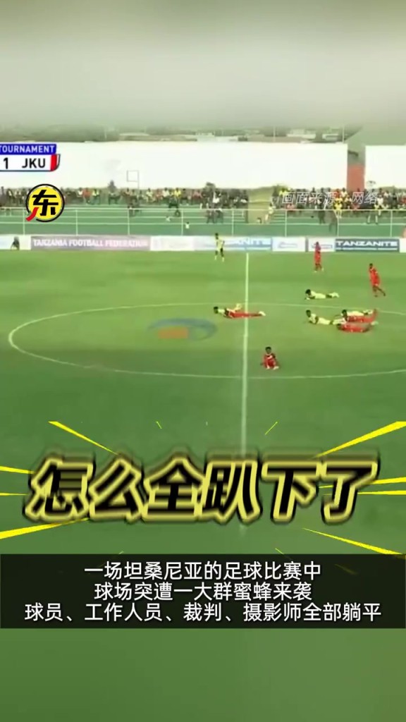 快卧草！坦桑尼亚赛场惊现“蜜蜂风波”，球员纷纷趴在地上